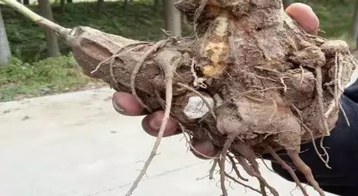 植物生長調(diào)節(jié)劑改變了白術(shù)“鳳頭鶴頸”特點(diǎn)性狀 植物生長調(diào)節(jié)劑改變了白術(shù)“鳳頭鶴頸”特點(diǎn)性狀