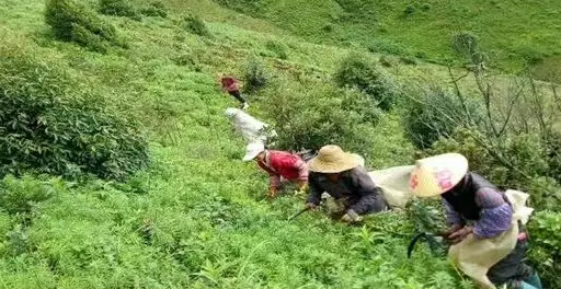 中藥搶青 中藥搶青