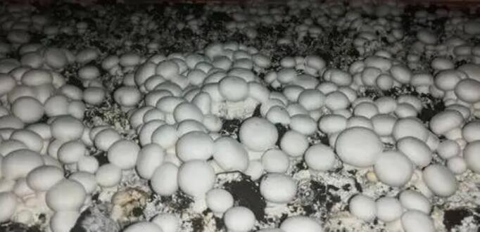 雙孢蘑菇 雙孢蘑菇