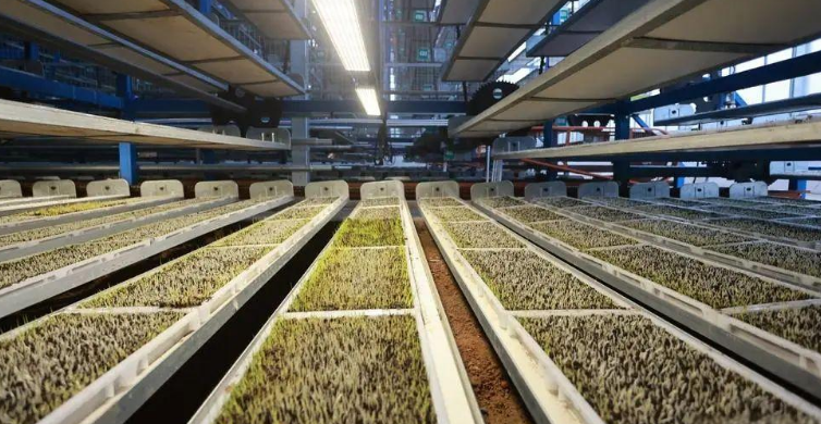 催芽室溫濕度監(jiān)測 催芽室溫濕度監(jiān)測